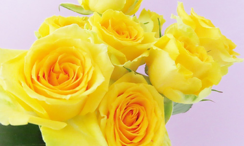 父の日に贈る花はなぜ黄色のバラなの?